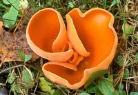 Pézize orangée. Cliquer pour agrandir l'image.