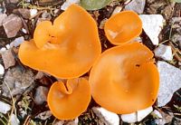 Pézize orangée. Cliquer pour agrandir l'image.
