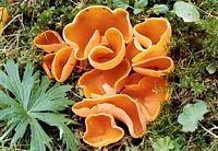 Pézize orangée. Cliquer pour agrandir l'image.