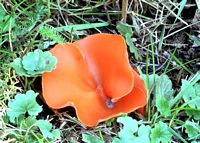 Pézize orangée. Cliquer pour agrandir l'image.