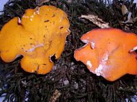 Pézize orangée. Cliquer pour agrandir l'image.