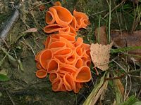 Pézize orangée. Cliquer pour agrandir l'image. Pézize orangée. Cliquer pour agrandir l'image.