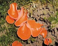 Pézize orangée. Cliquer pour agrandir l'image.
