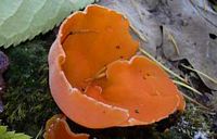 Pézize orangée. Cliquer pour agrandir l'image.