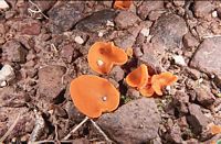 Pézize orangée. Cliquer pour agrandir l'image.