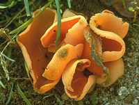 Pézize orangée. Cliquer pour agrandir l'image.