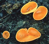 Pézize orangée. Cliquer pour agrandir l'image.