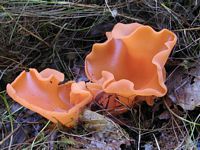 Pézize orangée. Cliquer pour agrandir l'image.