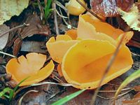Pézize orangée. Cliquer pour agrandir l'image.