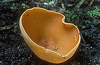 Pézize orangée. Cliquer pour agrandir l'image.