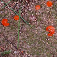 Pulvérières. Cliquer pour agrandir l'image.