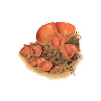 Pézize orangée. Dessin. Cliquer pour agrandir l'image.