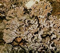 Phéophyscie orbiculaire. Cliquer pour agrandir l'image.