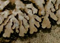 Lobes et rhizines. Cliquer pour agrandir l'image.