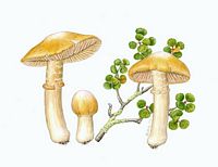 Pholiote ridée. Dessin. Cliquer pour agrandir l'image.
