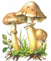 Pholiote ridée. Dessin. Cliquer pour agrandir l'image.