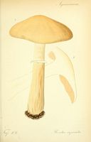 Pholiote ridée. Planche d'identification Thomé 109. Cliquer pour agrandir l'image.