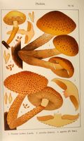 Pholiotes. Planche Ricken 54. Cliquer pour agrandir l'image.