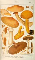 Pholiotes. Planche Ricken 55. Cliquer pour agrandir l'image.