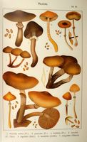 Pholiotes. Planche Ricken 56. Cliquer pour agrandir l'image.