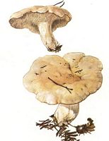 Pied de mouton ou hydne sinué. Dessin. Cliquer pour agrandir l'image.