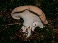Pied de mouton ou hydne sinué. Cliquer pour agrandir l'image.