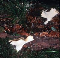 Pied de mouton ou hydne sinué. Cliquer pour agrandir l'image.