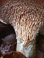 Pied de mouton ou hydne sinué. Jeune. Cliquer pour agrandir l'image.