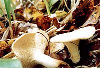 Pied de mouton ou hydne sinué. Cliquer pour agrandir l'image.