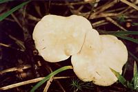 Pied de mouton ou hydne sinué. Chapeau. Cliquer pour agrandir l'image.