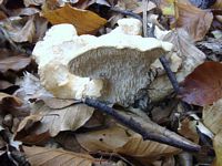 Pied de mouton ou hydne sinué. Cliquer pour agrandir l'image.