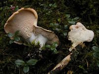 Pied de mouton ou hydne sinué. Cliquer pour agrandir l'image.