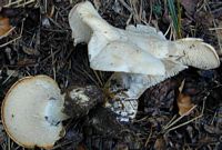 Pied de mouton ou hydne sinué. Cliquer pour agrandir l'image.