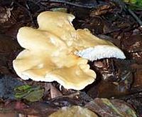 Pied de mouton ou hydne sinué. Cliquer pour agrandir l'image.