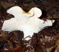 Pied de mouton ou hydne sinué. Cliquer pour agrandir l'image.