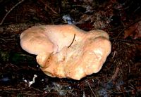 Pied de mouton ou hydne sinué. Cliquer pour agrandir l'image.