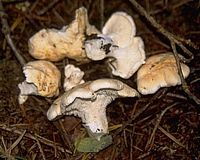 Pied de mouton ou hydne sinué. Cliquer pour agrandir l'image.