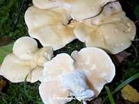Pied de mouton ou hydne sinué. Cliquer pour agrandir l'image.