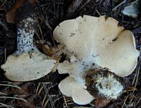 Pied de mouton ou hydne sinué. Cliquer pour agrandir l'image.