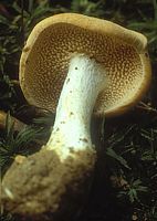 Pied de mouton ou hydne sinué. Cliquer pour agrandir l'image.