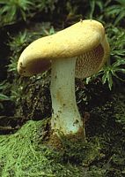 Pied de mouton ou hydne sinué. Cliquer pour agrandir l'image.