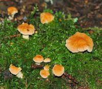 Pied de mouton ou hydne sinué. Cheires de Côme. Cliquer pour agrandir l'image.