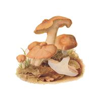Pied de mouton ou hydne sinué. Dessin. Cliquer pour agrandir l'image.