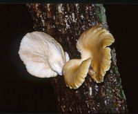 Pleurote corne d'abondance. Cliquer pour agrandir l'image.