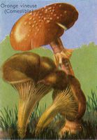Pleurote du panicaut. Dessin d'identification (avec amanite rougissante). Cliquer pour agrandir l'image.