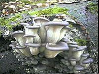 Pleurote en forme d'huître. Cliquer pour agrandir l'image.