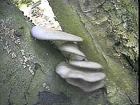 Pleurote en forme d'huître. Cliquer pour agrandir l'image.