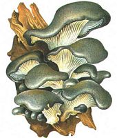 Pleurote en forme d'huître. Dessin. Cliquer pour agrandir l'image.