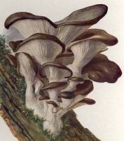 Pleurote en forme d'huître. Dessin. Cliquer pour agrandir l'image.