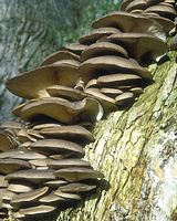 Pleurote en forme d'huître. Cliquer pour agrandir l'image.